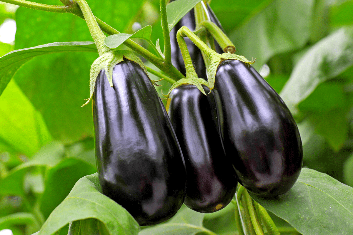 Ce que je fais chaque été pour que mes poivrons, aubergines et tomates ne grillent pas sous le soleil