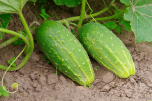 concombres au potager