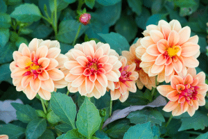des dahlias