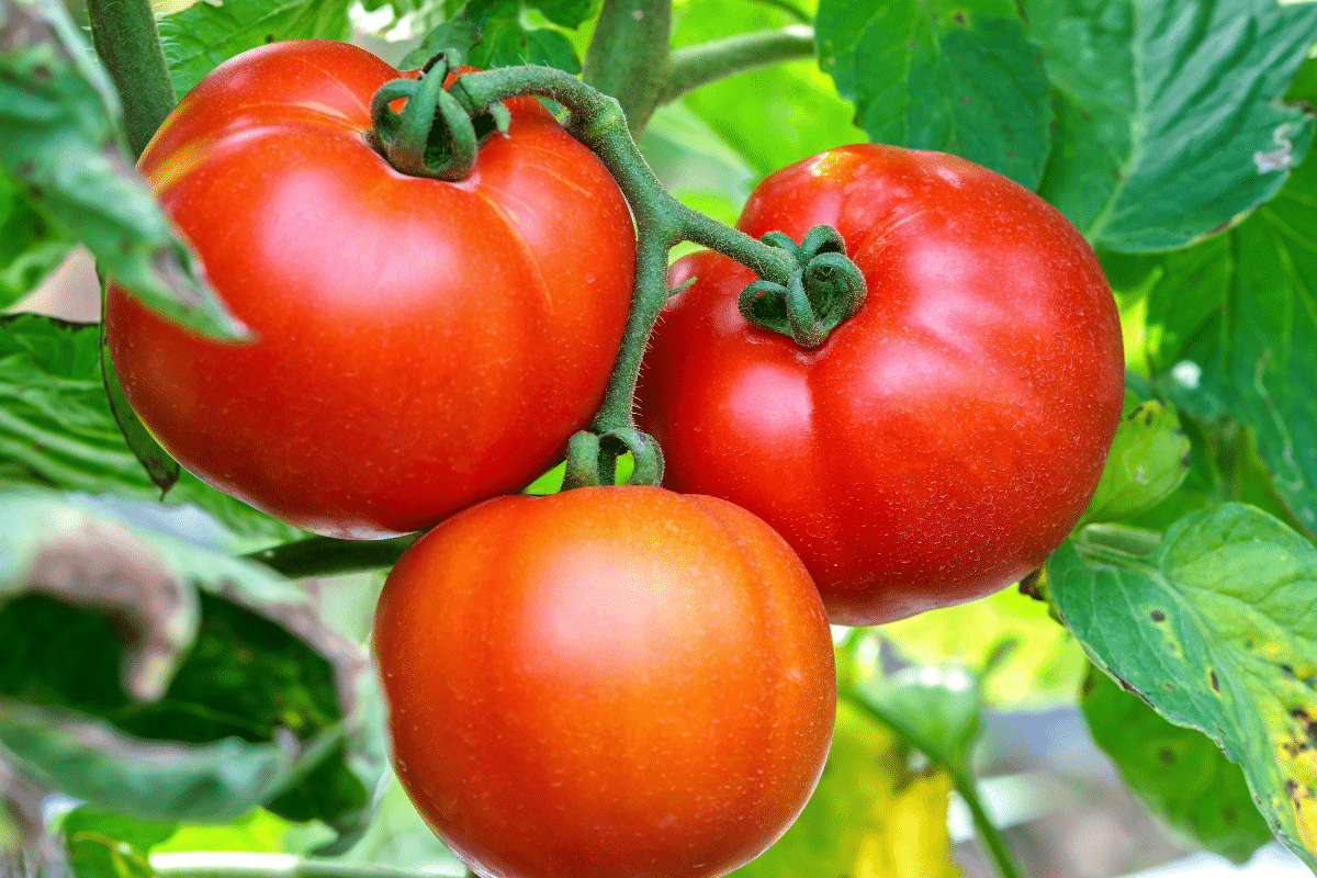 Ces 3 variétés de tomates m&rsquo;ont offert la meilleure récolte de toute ma vie : à planter les yeux fermés cet été
