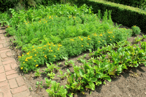 Associer des plantes compagnes