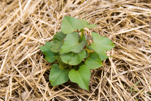 Paille : Absorbe l’humidité et limite la germination des graines