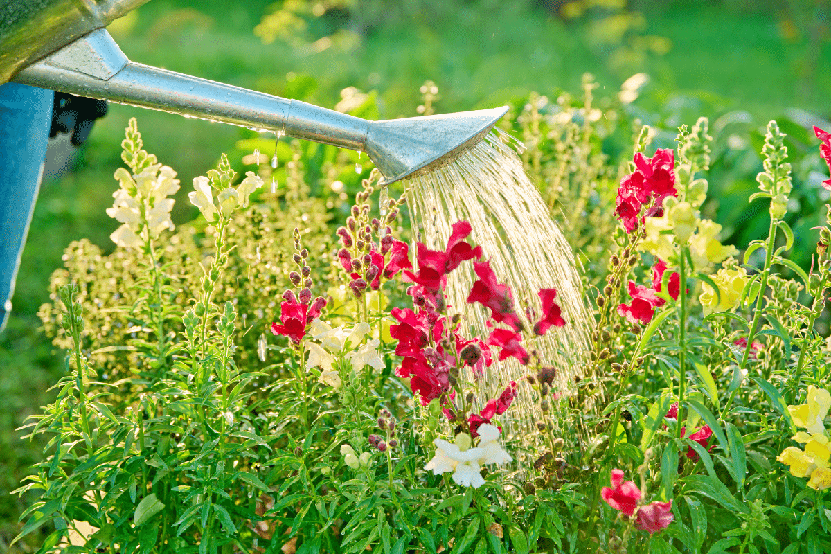 Le secret d’un vieil agriculteur pour arroser moins sans que le jardin souffre : parfait en cas de restrictions
