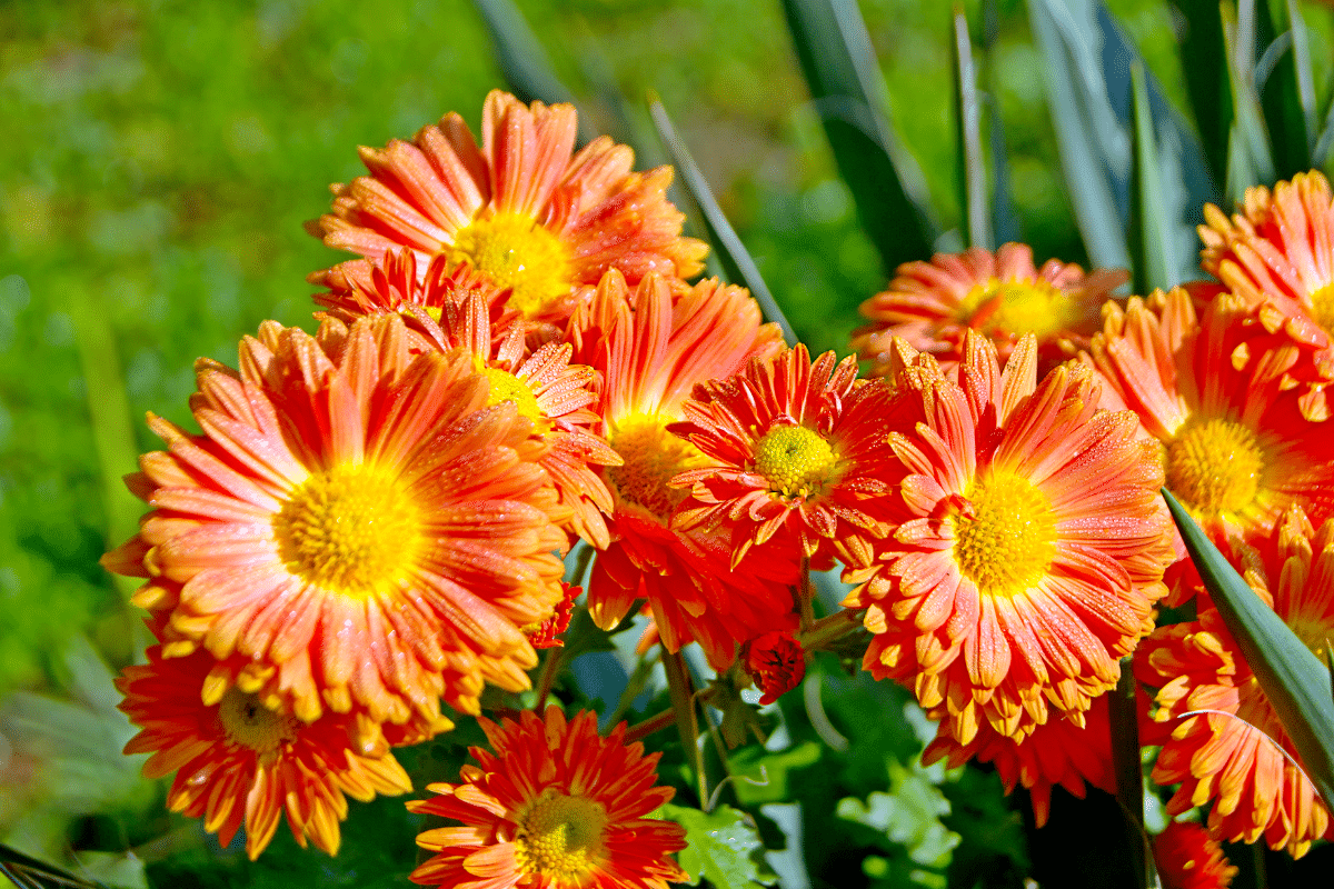 Ce mélange de graines transforme les massifs d’été en une jungle fleurie jusqu’à septembre