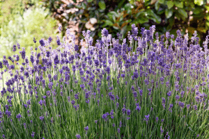 La lavande attire les abeilles et les papillons, favorisant la pollinisation
