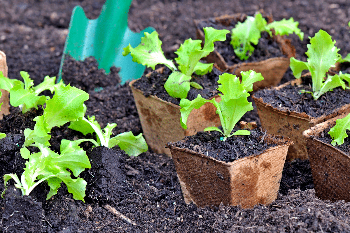 Je croyais que c’était trop tard pour semer en juillet… jusqu’à ce que je découvre ces 3 légumes