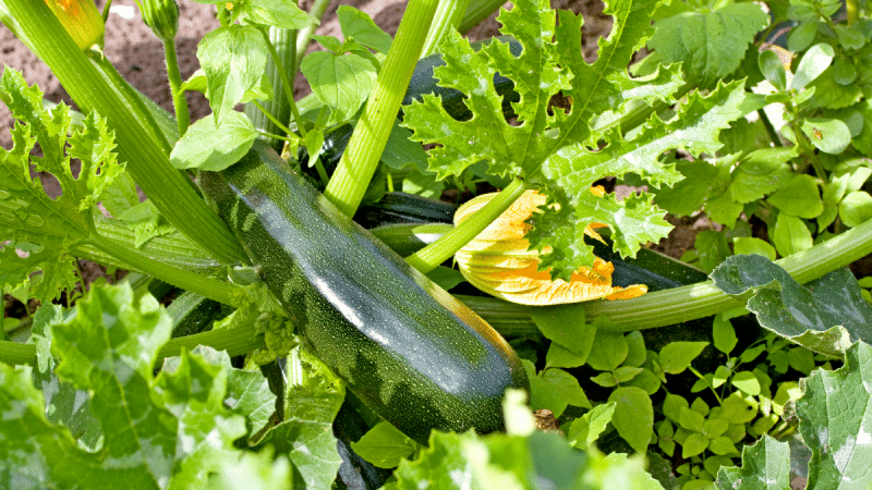 Mes courgettes n’ont jamais été aussi tendres depuis que j’utilise cette méthode toute simple