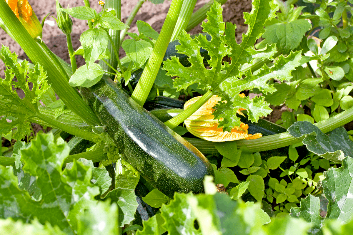 Mes courgettes n’ont jamais été aussi tendres depuis que j’utilise cette méthode toute simple
