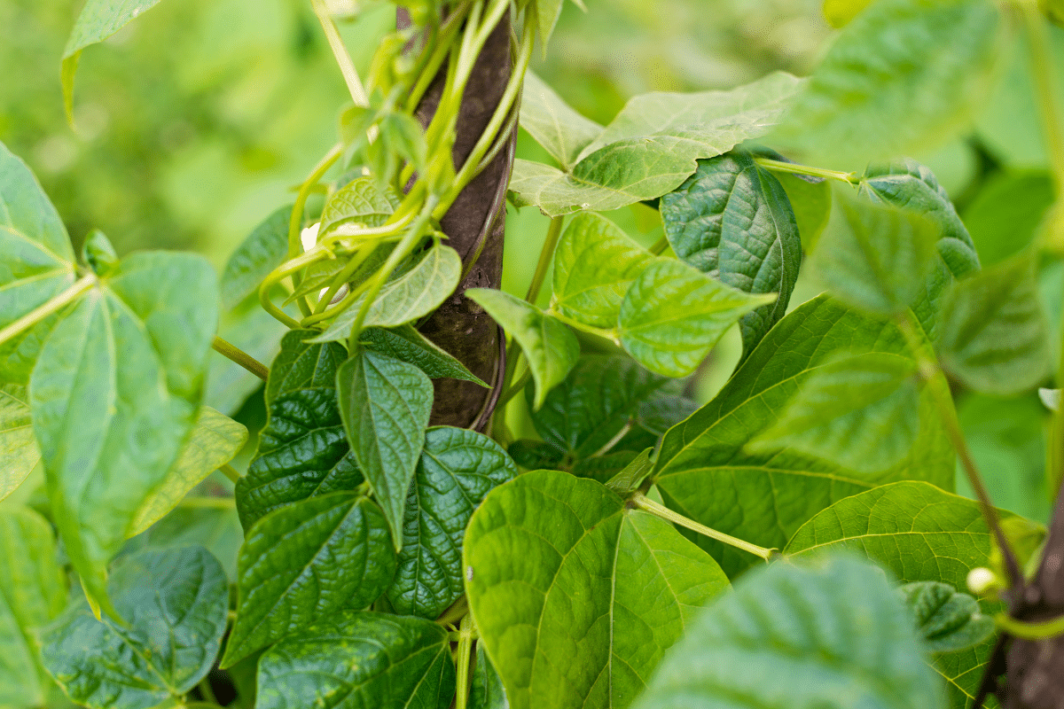 C’est le bon moment pour faire grimper vos haricots : le geste malin qui évite les maladies