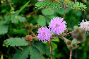 La mimosa pudica, une plante sensible à l’excès de lumière