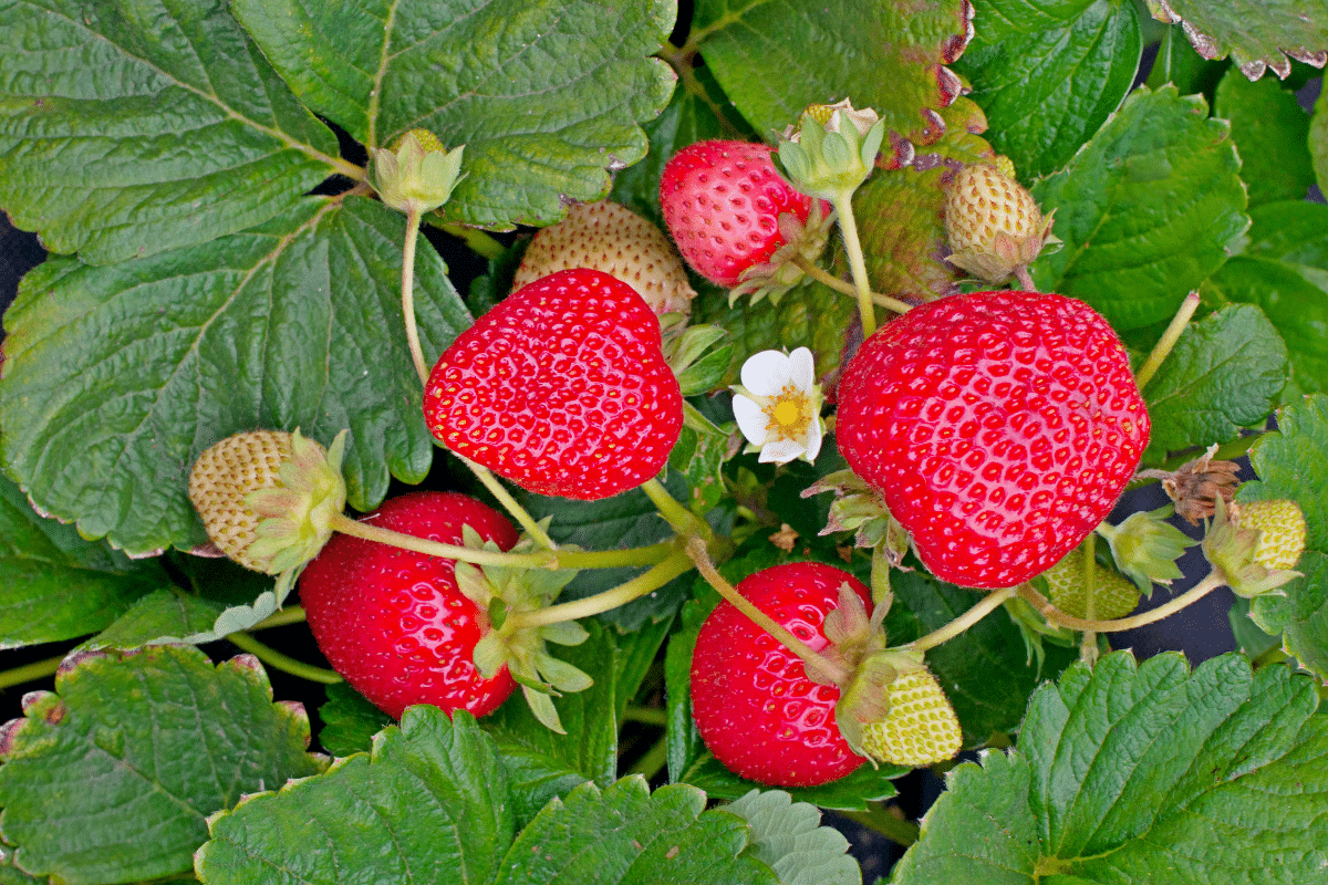 Ce geste oublié de mon voisin a permis à ses fraises de devenir ultra-savoureuses