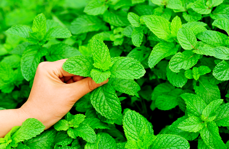 Avant la fin août, taillez vos aromatiques et doublez votre prochaine récolte