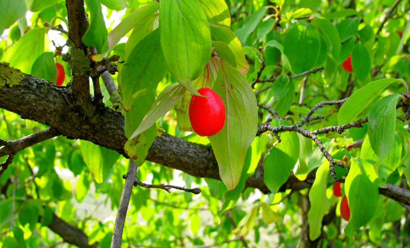 Ce fruit rare à semer en juillet attire la biodiversité et fait sensation