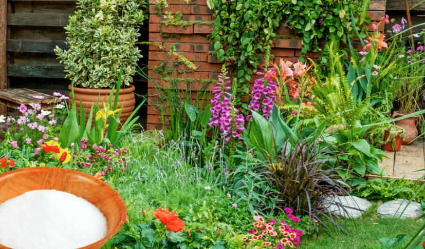 Le bicarbonate au jardin : 5 usages que même les pros ne connaissent pas