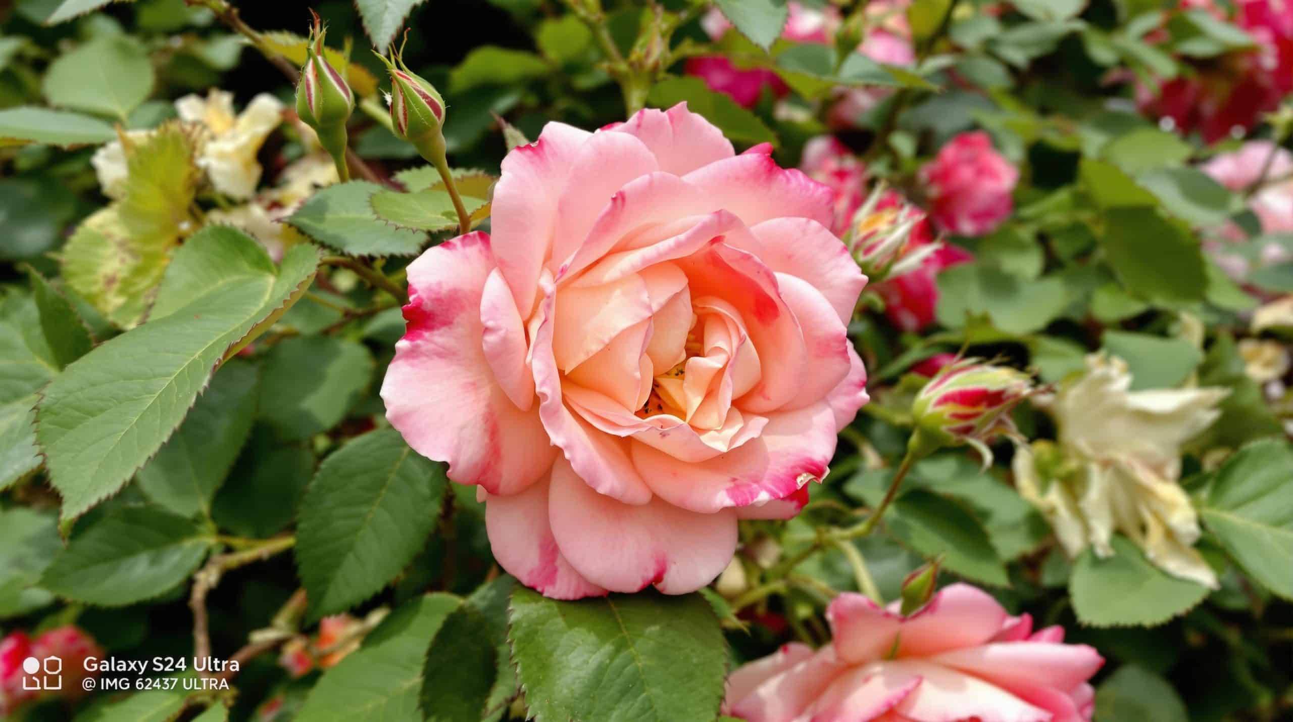 Les erreurs de taille qui empêchent vos rosiers de donner des fleurs toute la saison