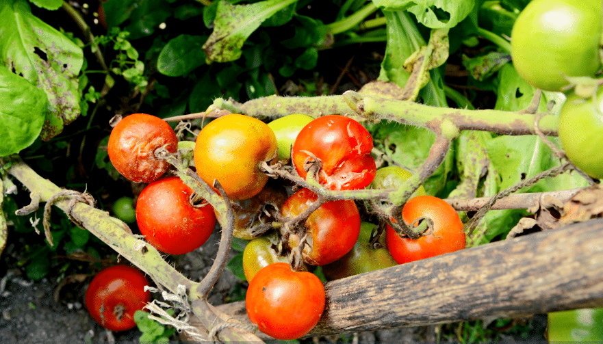 Tomates attaquées par le mildiou ? Ce remède naturel les sauve sans traitement