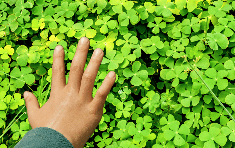 Exit l’écorce et le paillis : ce couvre-sol fait des merveilles sans effort