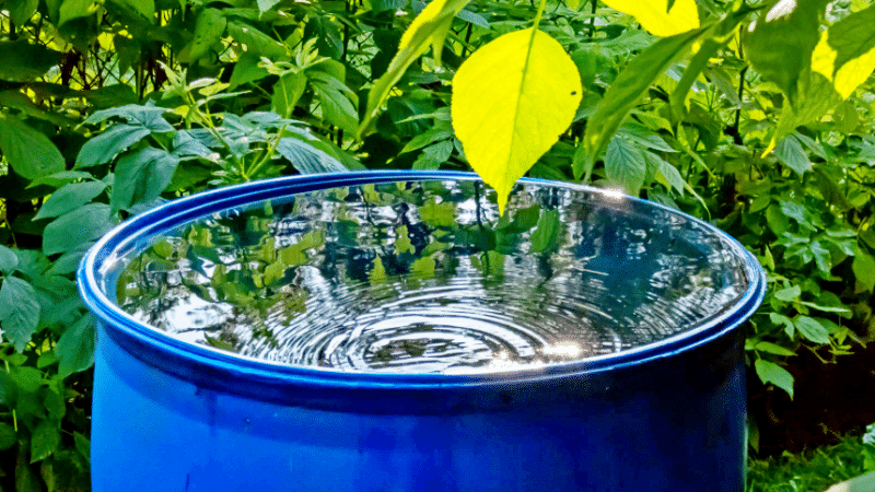 Arrosez malin en automne : 4 astuces pour stocker et économiser l’eau de pluie