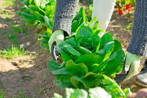Les légumes-feuilles, piliers du potager d’hiver