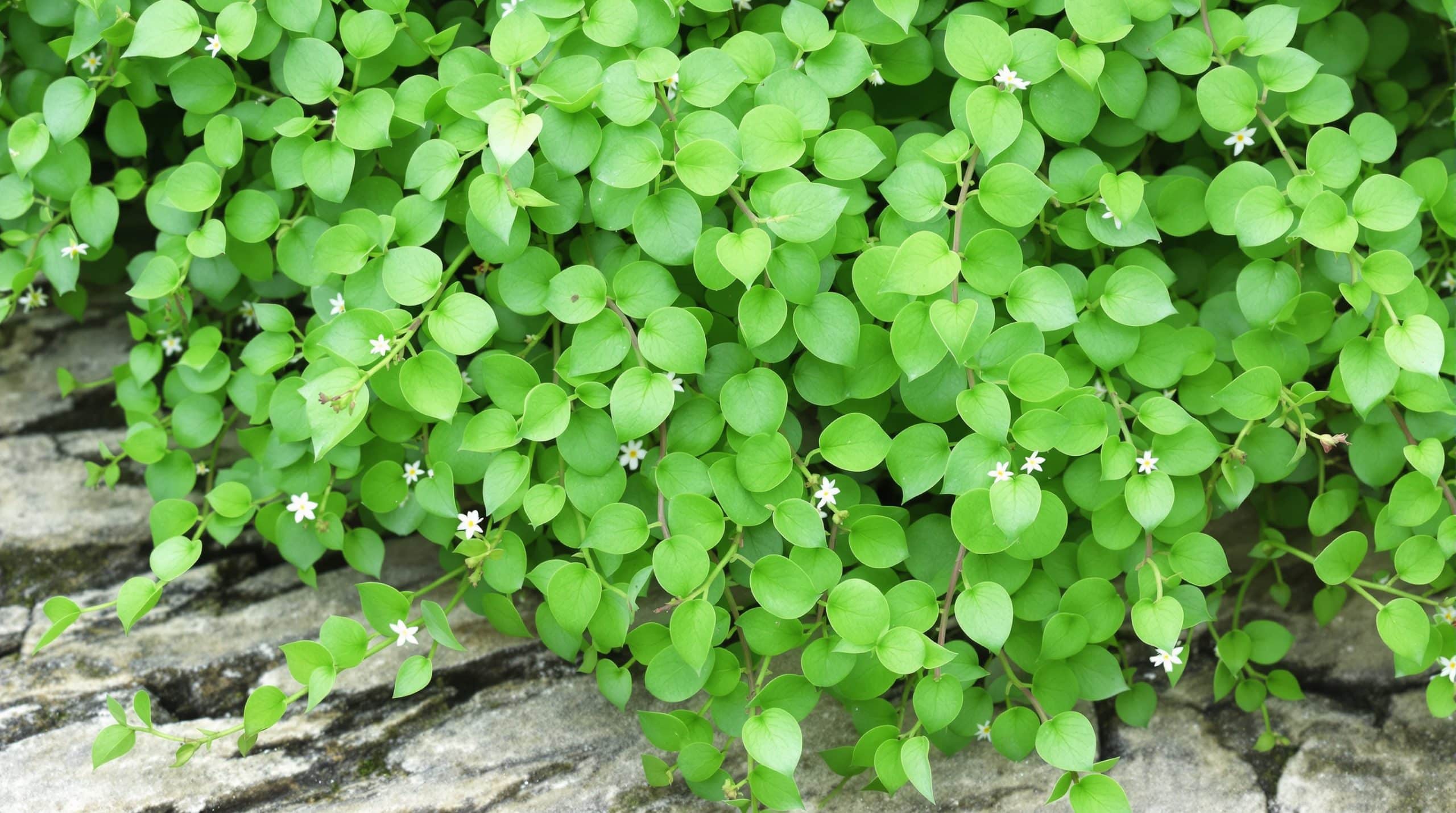 Helxine : plantation et entretien de cette plante tapissante