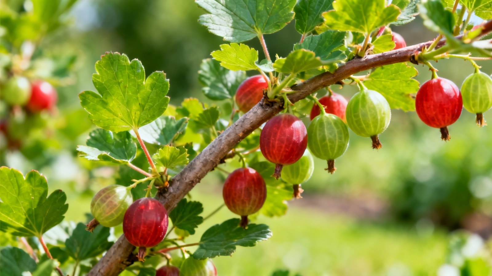 Groseillier : plantation et entretien pour une récolte optimale
