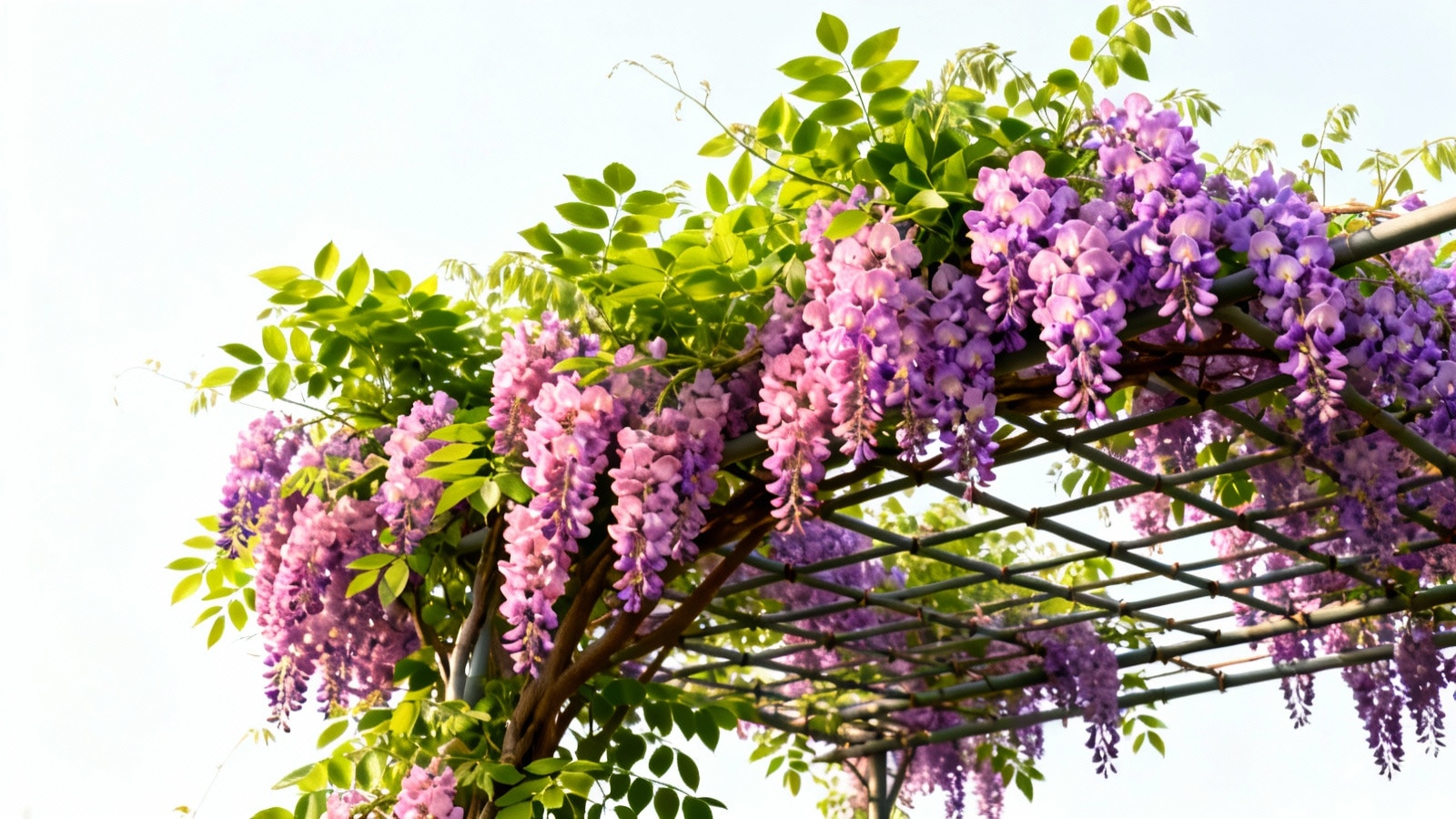 Glycine : plantation et entretien pour une floraison spectaculaire