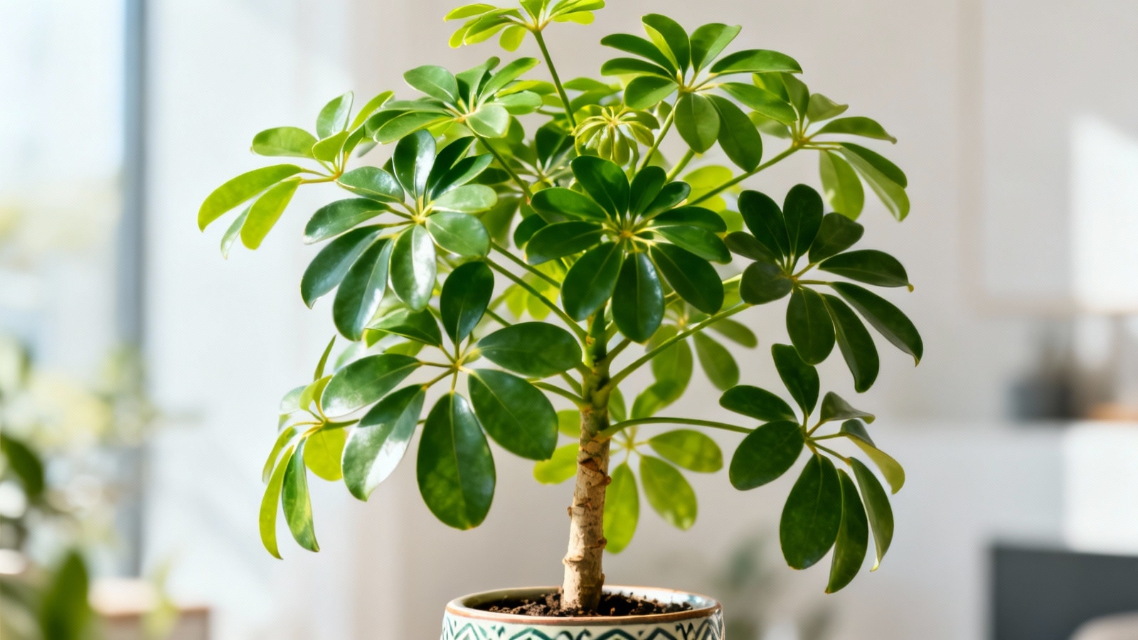 Schefflera : plantation et entretien pour une plante d&rsquo;intérieur facile