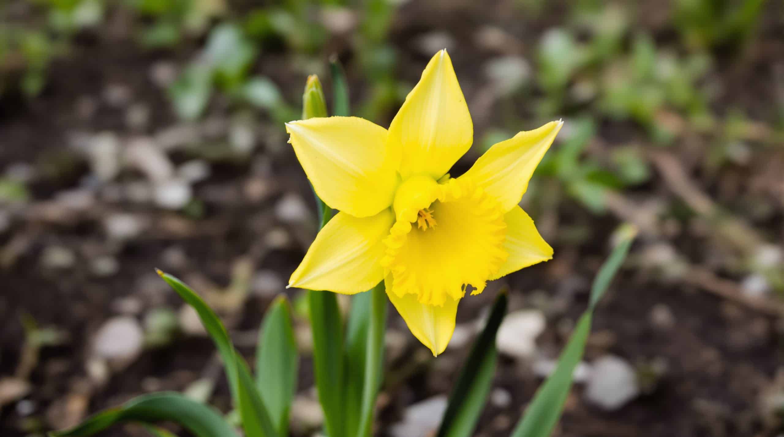 Narcisse : plantation et entretien pour une floraison réussie