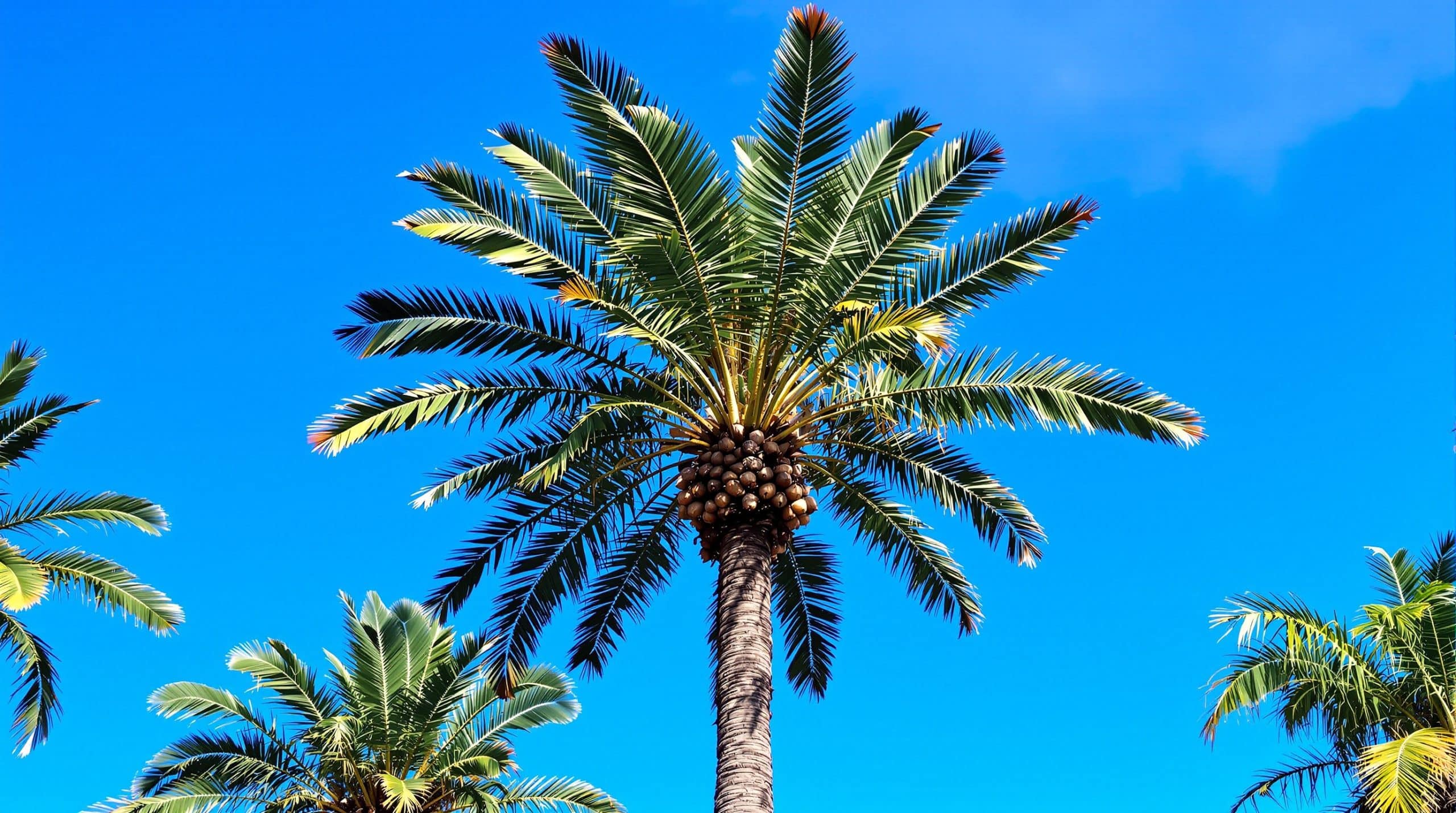 Palmier : plantation et entretien du guide complet