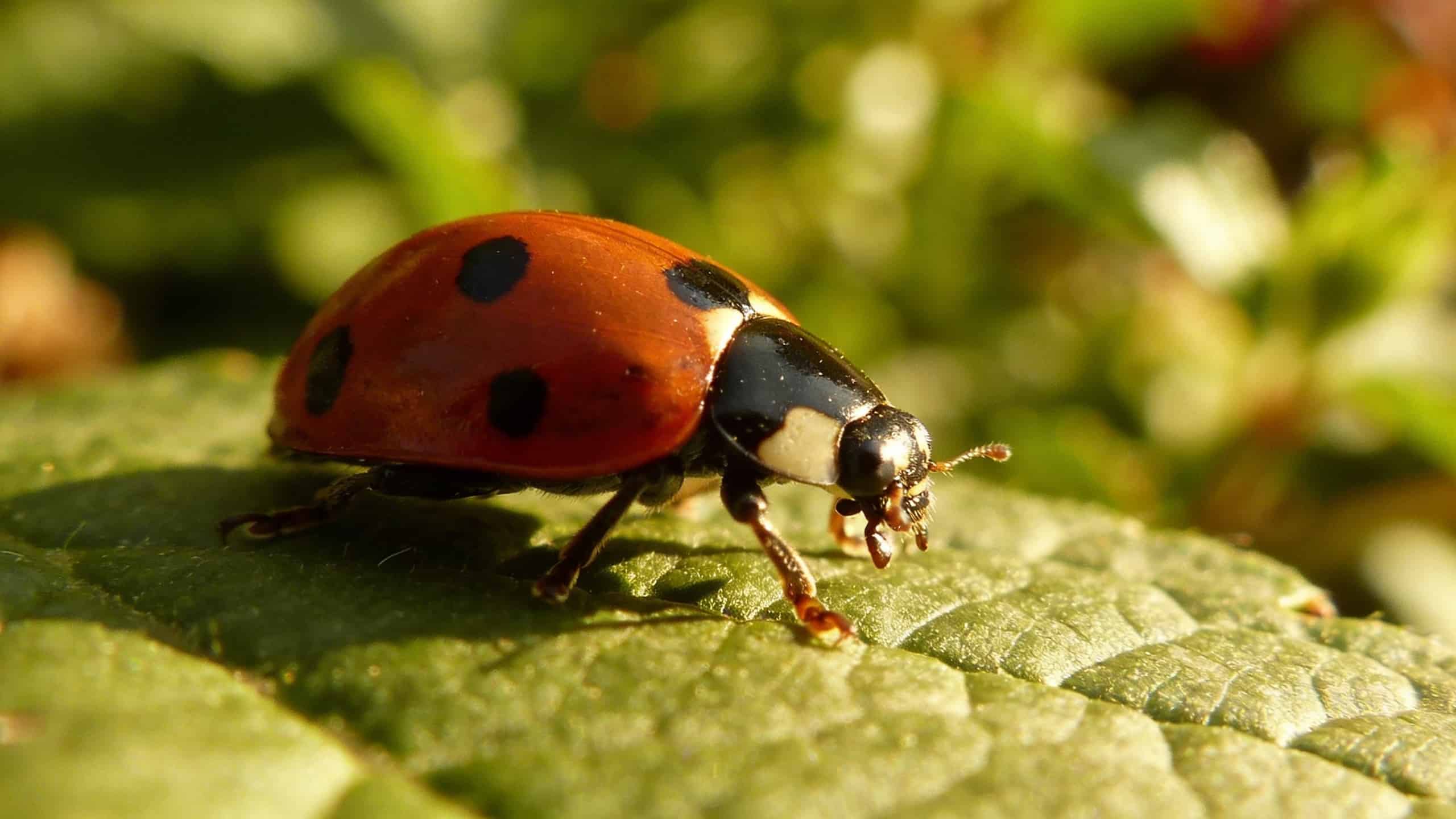 La coccinelle, cet insecte du jardin que l&rsquo;on chasse à tort selon un expert télé