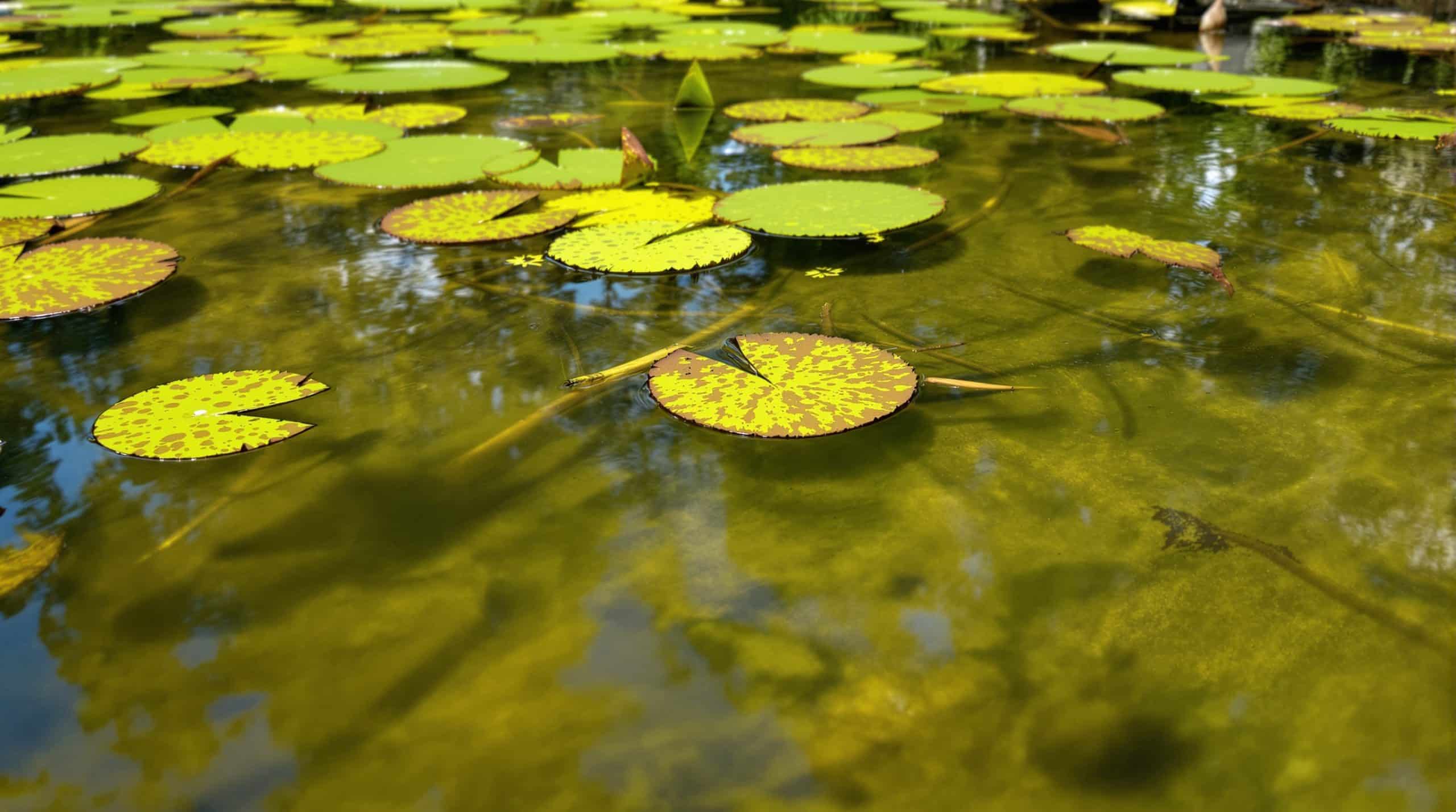 Une mare naturelle au jardin : ce qu&rsquo;elle attire et comment bien l&rsquo;entretenir