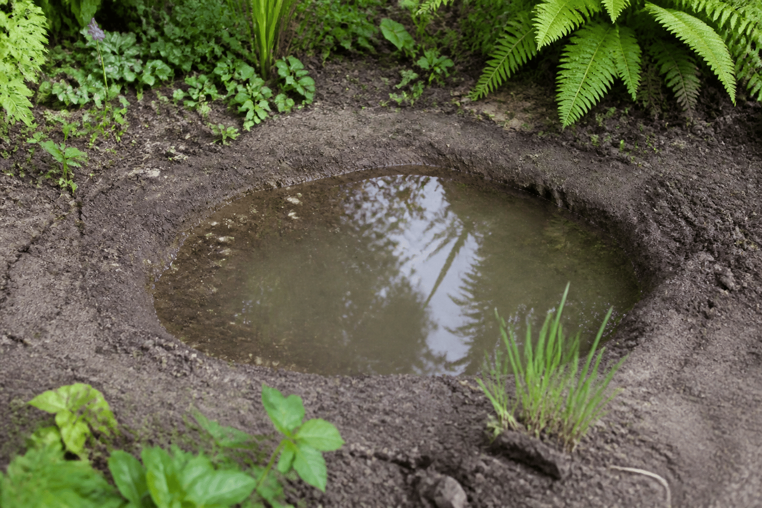 Comment faire un bassin de jardin naturel sans pompe ni filtre ?