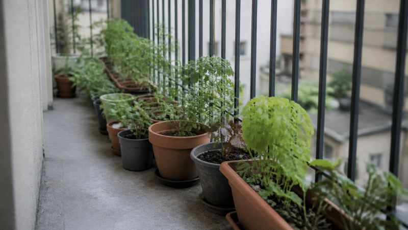 Comment faire un potager sur son balcon quand on a peu de place ?