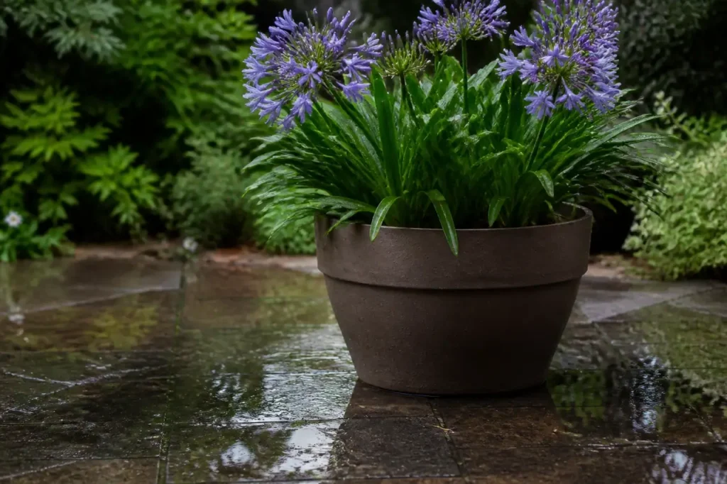 Agapanthe en pot, sol detrempe et flaques visibles