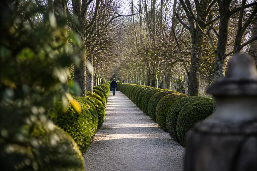 Allee de gravier bordee de buis et arbres nus