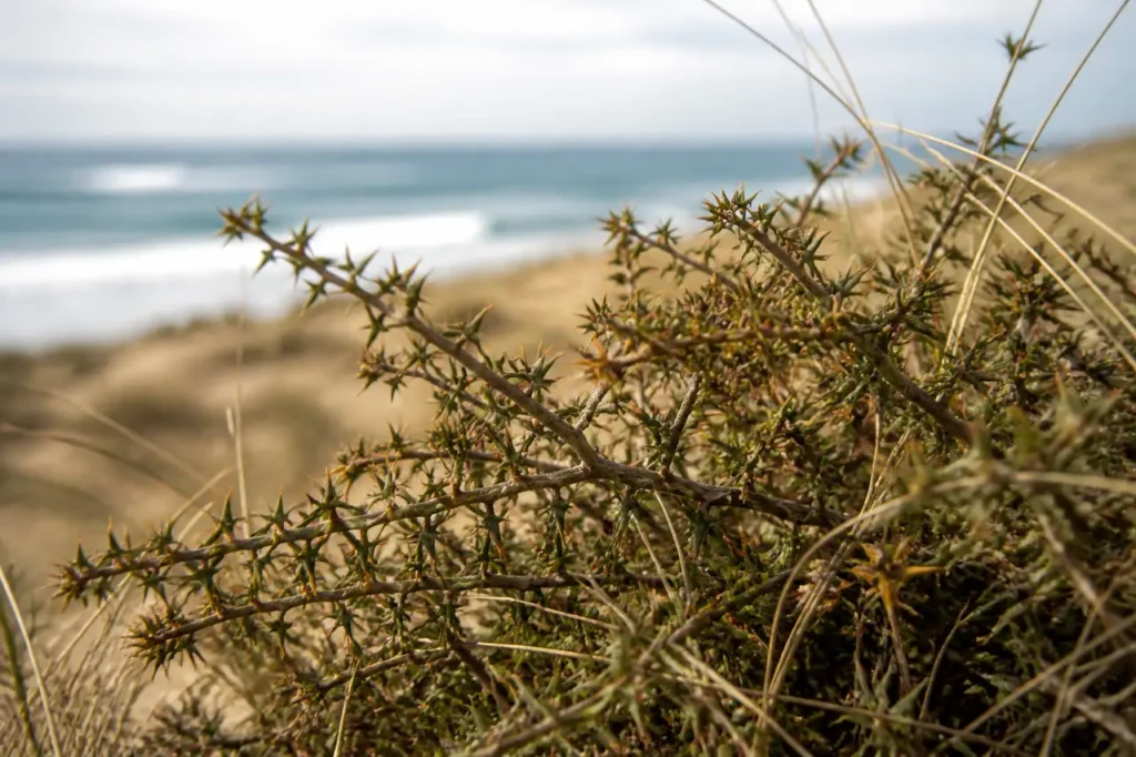 Buisson epineux aux rameaux coriaces sur dune battue