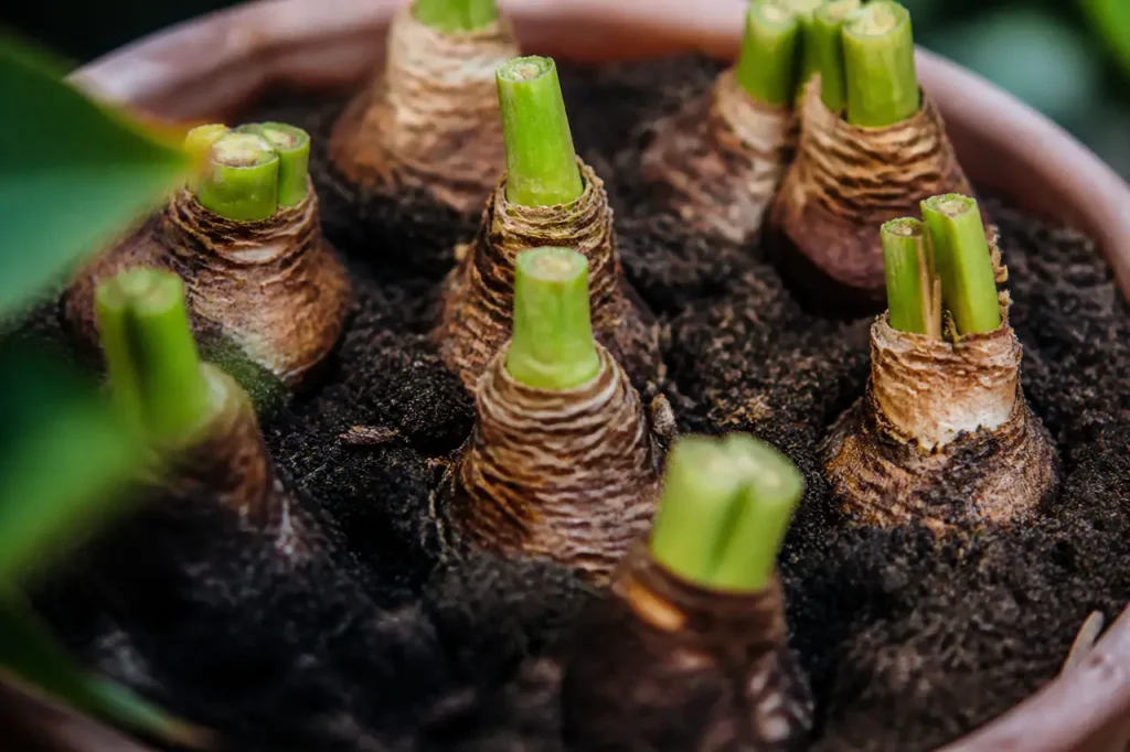 Bulbes serrés dans une terre brune, feuilles coupées