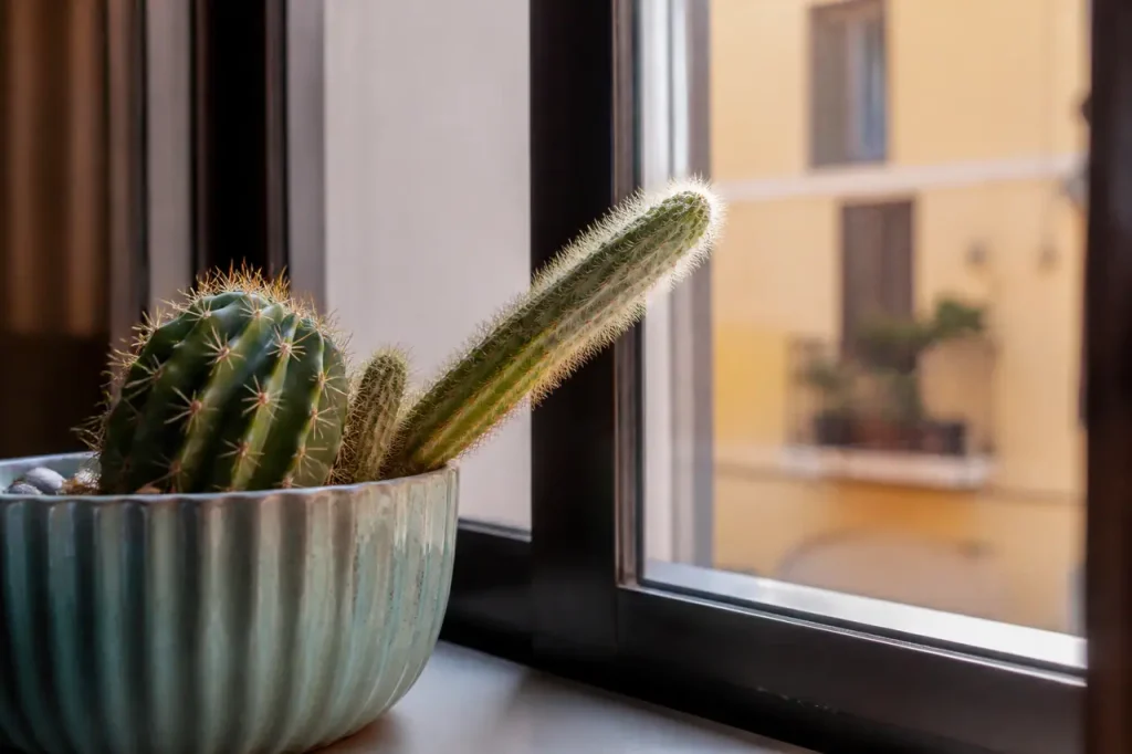 Cactus pales etioles penches vers une vitre