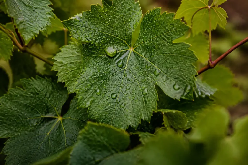 Feuilles de vigne trempees couvertes de gouttes brillantes