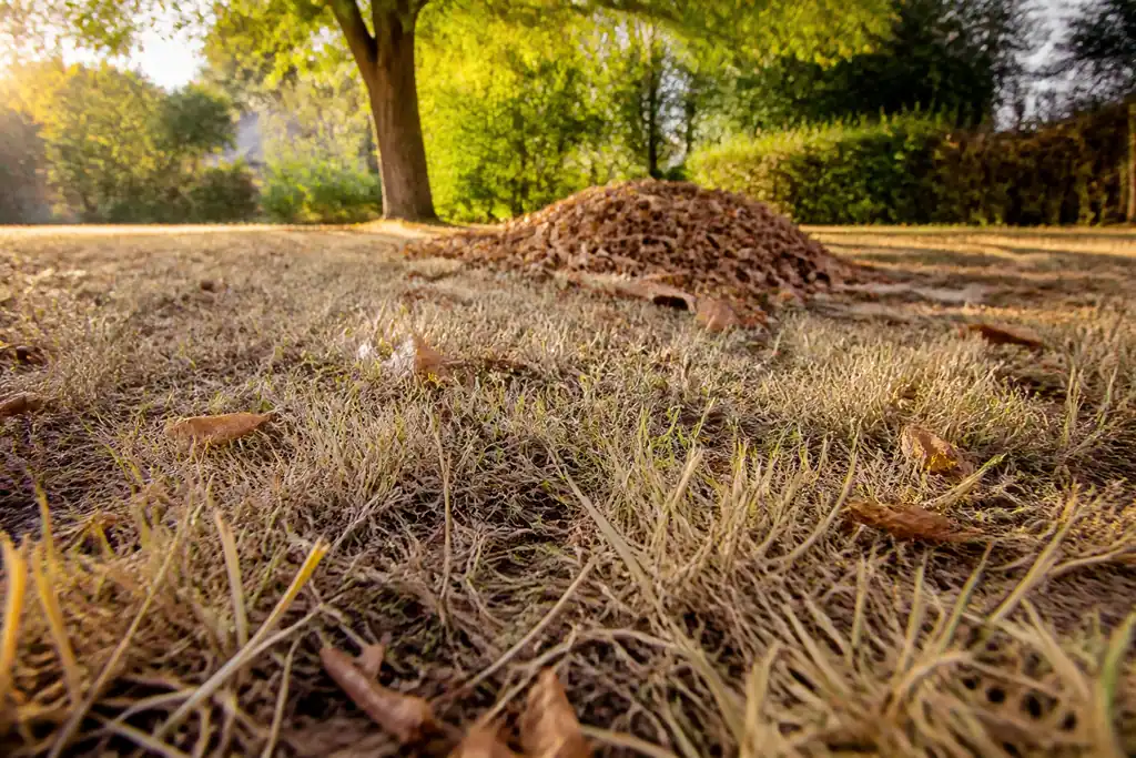 Gazon brun, herbe couchee, tas de feuilles mortes