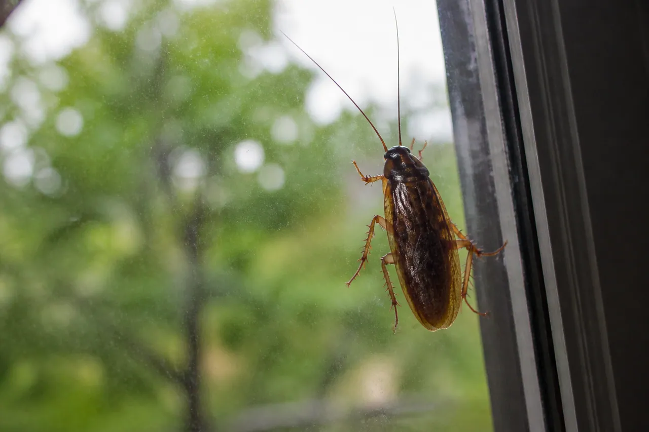 Gros cafard brun pose sur une vitre eclairee