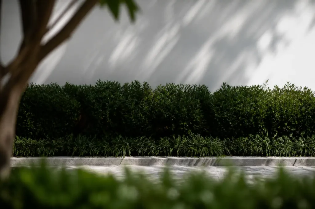 Haie d'arbustes vert sombre devant un mur blanc
