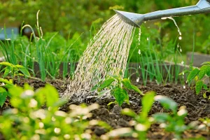 L'arrosage malin : économiser l'eau sans sacrifier les récoltes