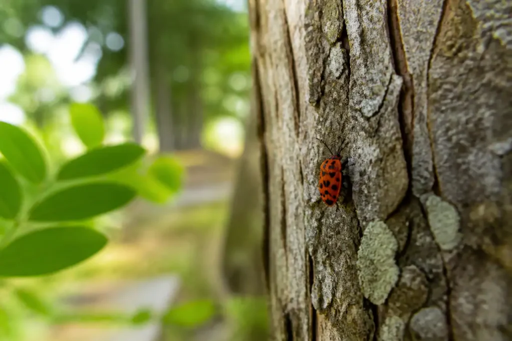 Insecte rouge orange tachete de noir sur un tronc