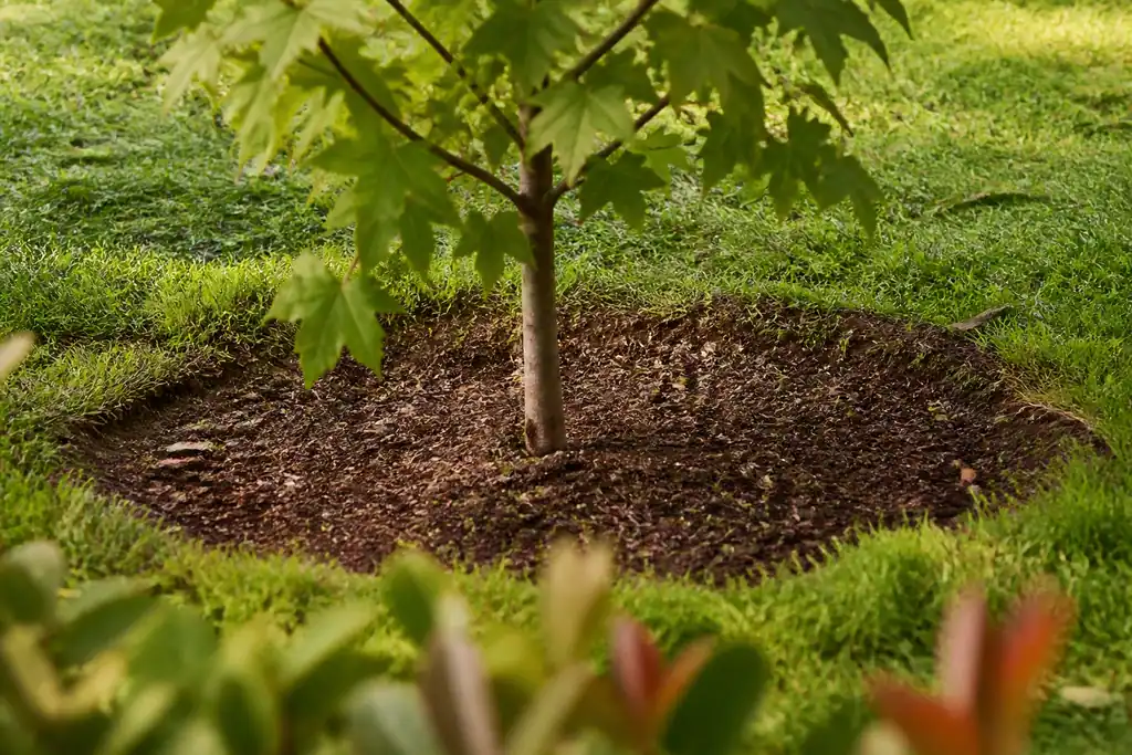 Jeune arbre dont le pied est degage de broyat