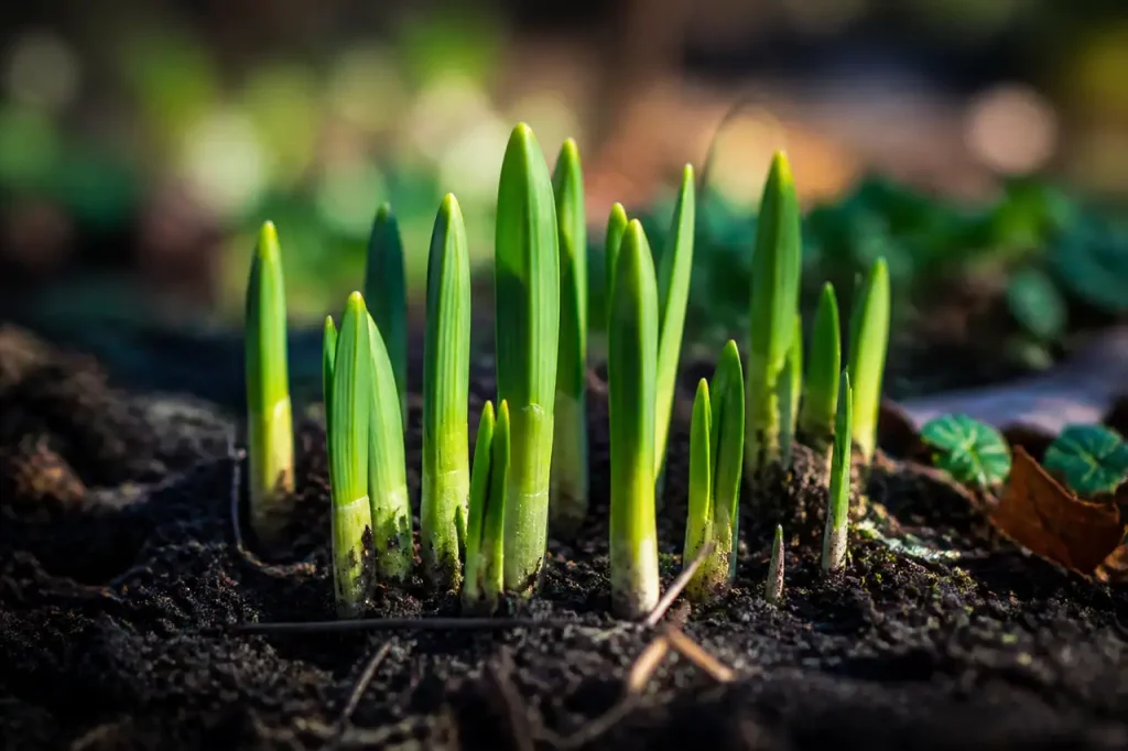 Jeunes tiges vertes sortant du sol au jardin