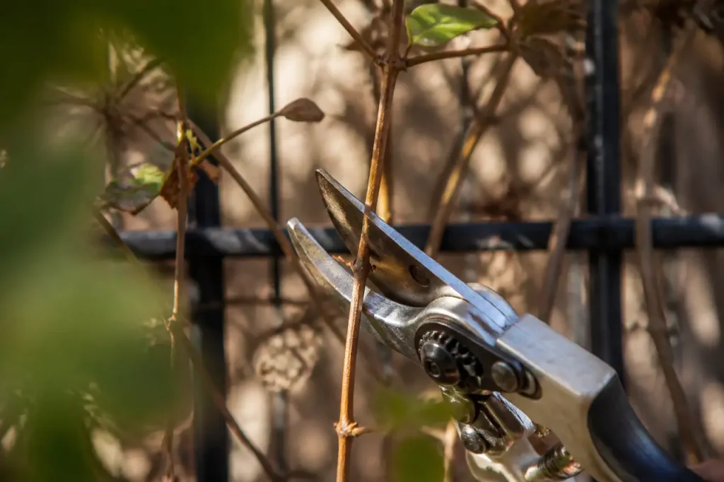 Mains taillant une tige de clematite au secateur
