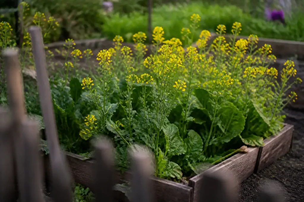 Moutarde en fleurs jaunes dans une planche de jardin