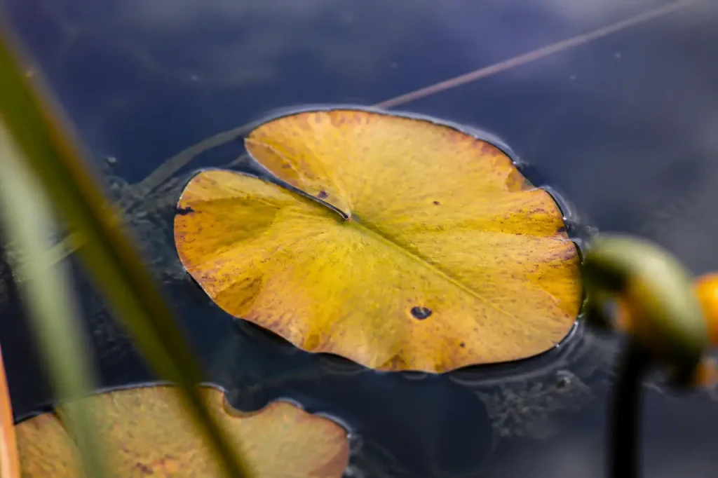 Nenuphar aux feuilles jaunies flottant a plat en surface