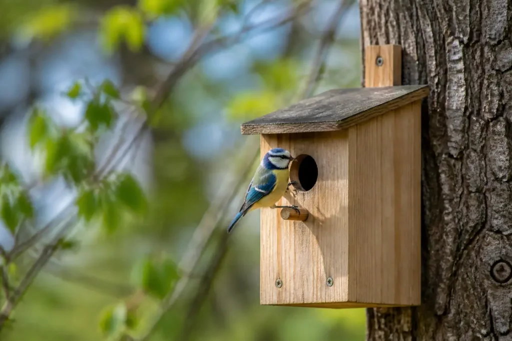 Nichoir en bois fixe sur un tronc, mesange bleue